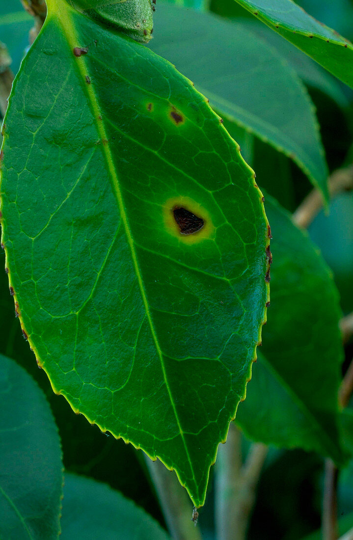 Camellia Leaf spot