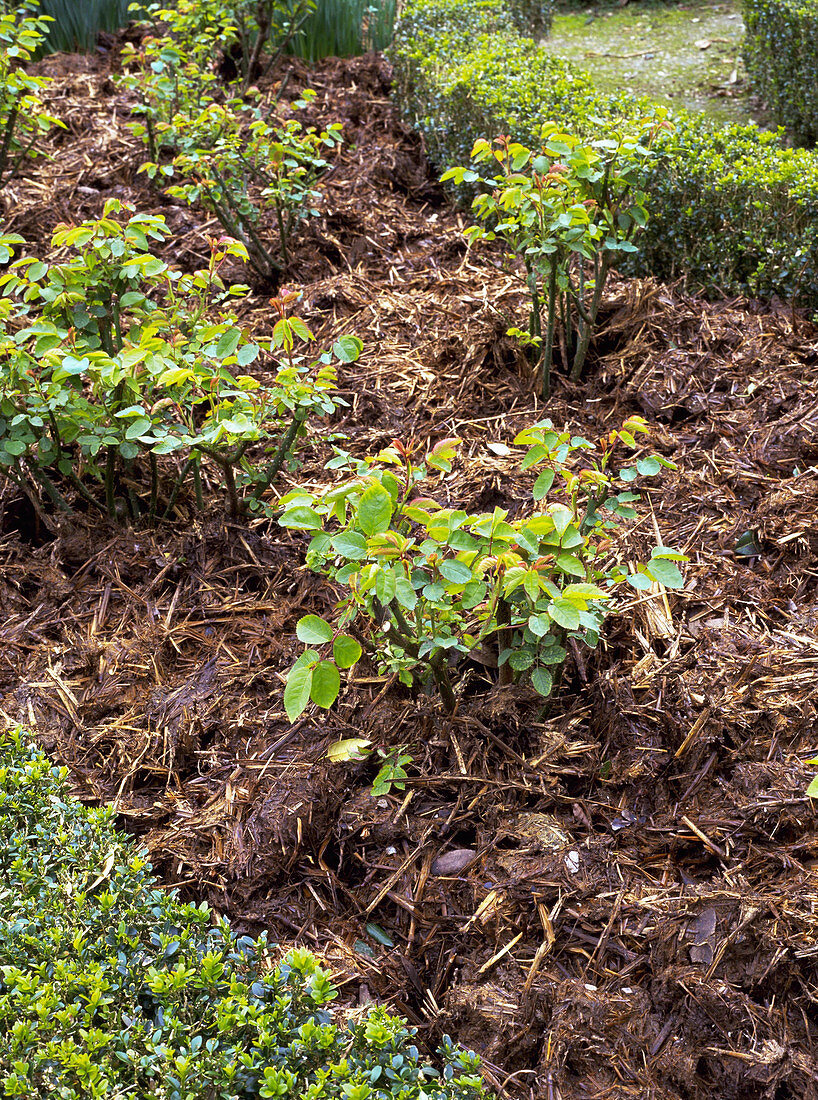 Mulch of manure on Rose beds