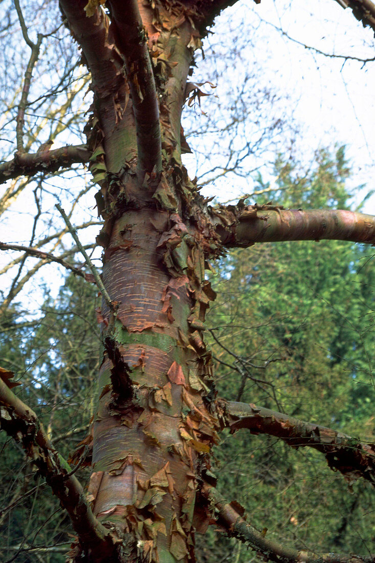 Chinese red-barked birch
