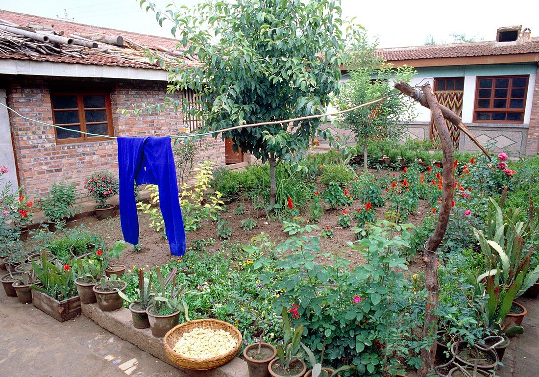 Vegetable garden