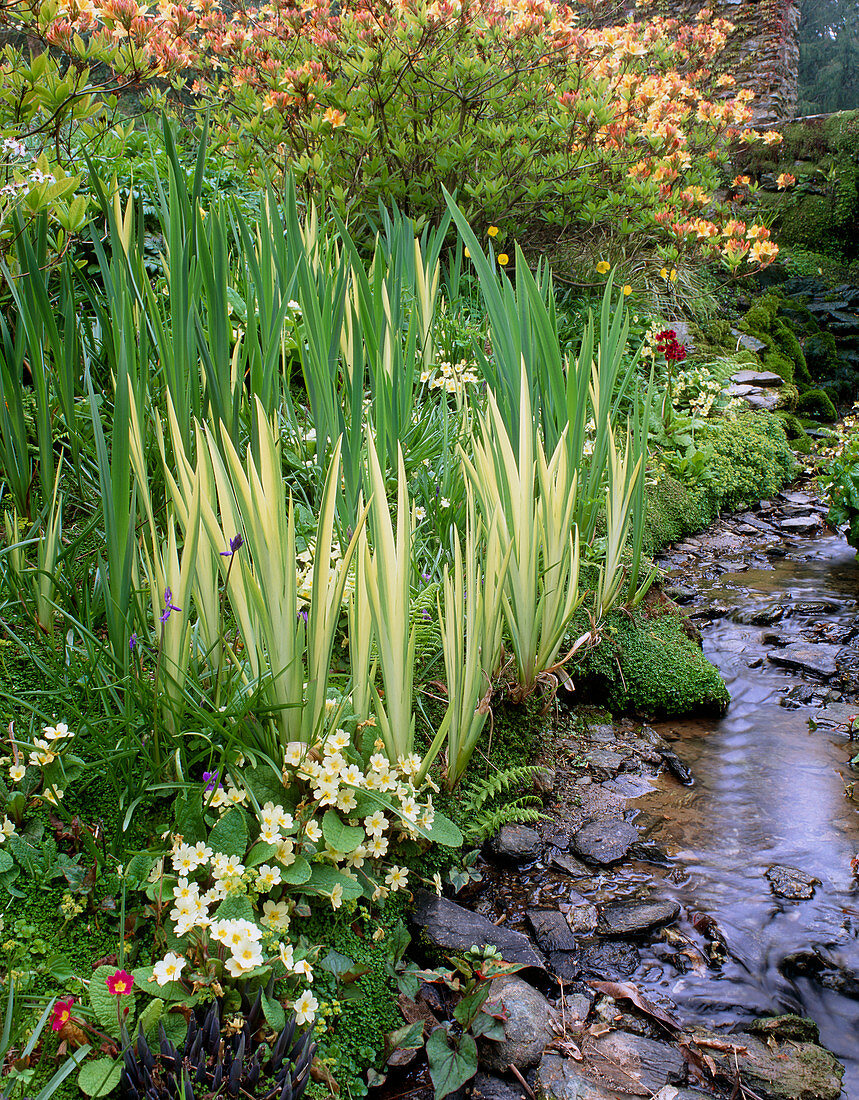 Streamside planting