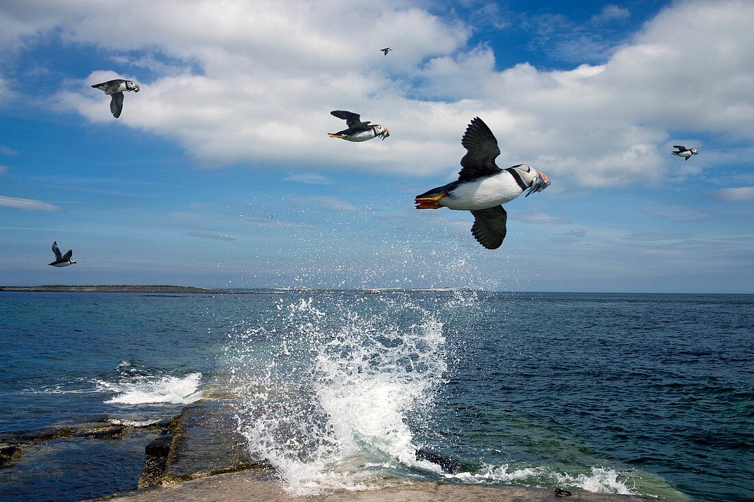 Atlantic puffins in flight