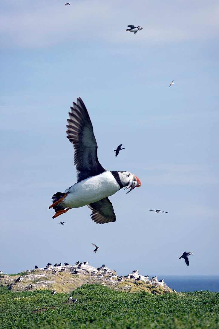 Atlantic puffin in flight