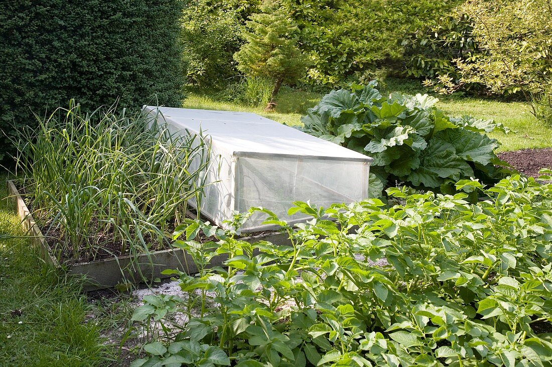 Protective cover in a vegetable garden