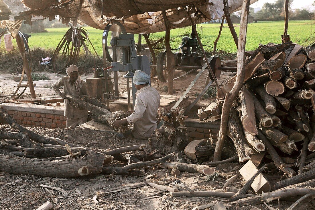 Cutting fire wood,India