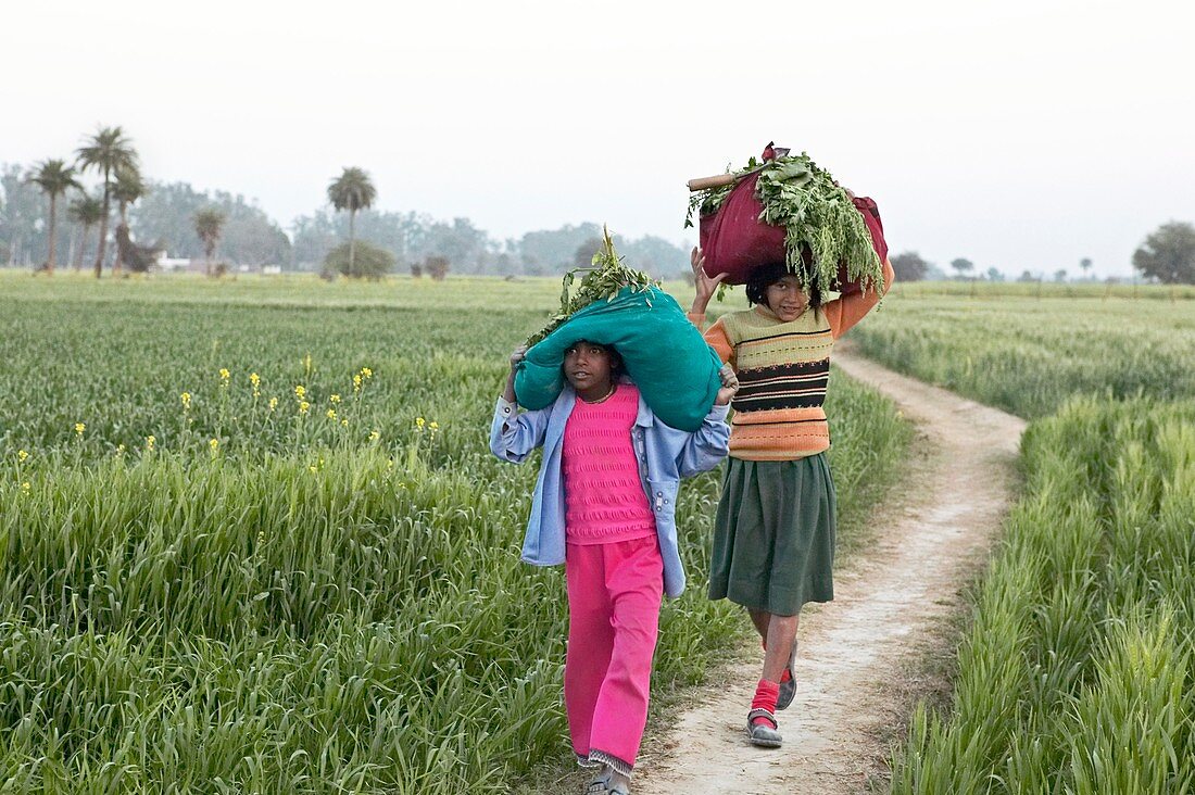 Children carrying crops,India