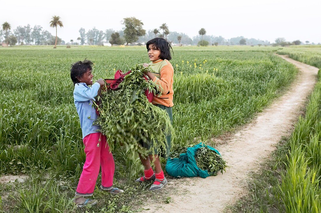 Children packing crops,India