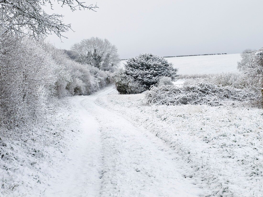 Snowy landscape,Dorset