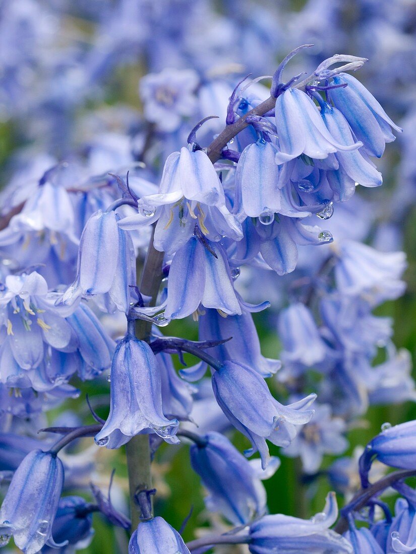 Bluebells (Hyacinthoides hispanica)