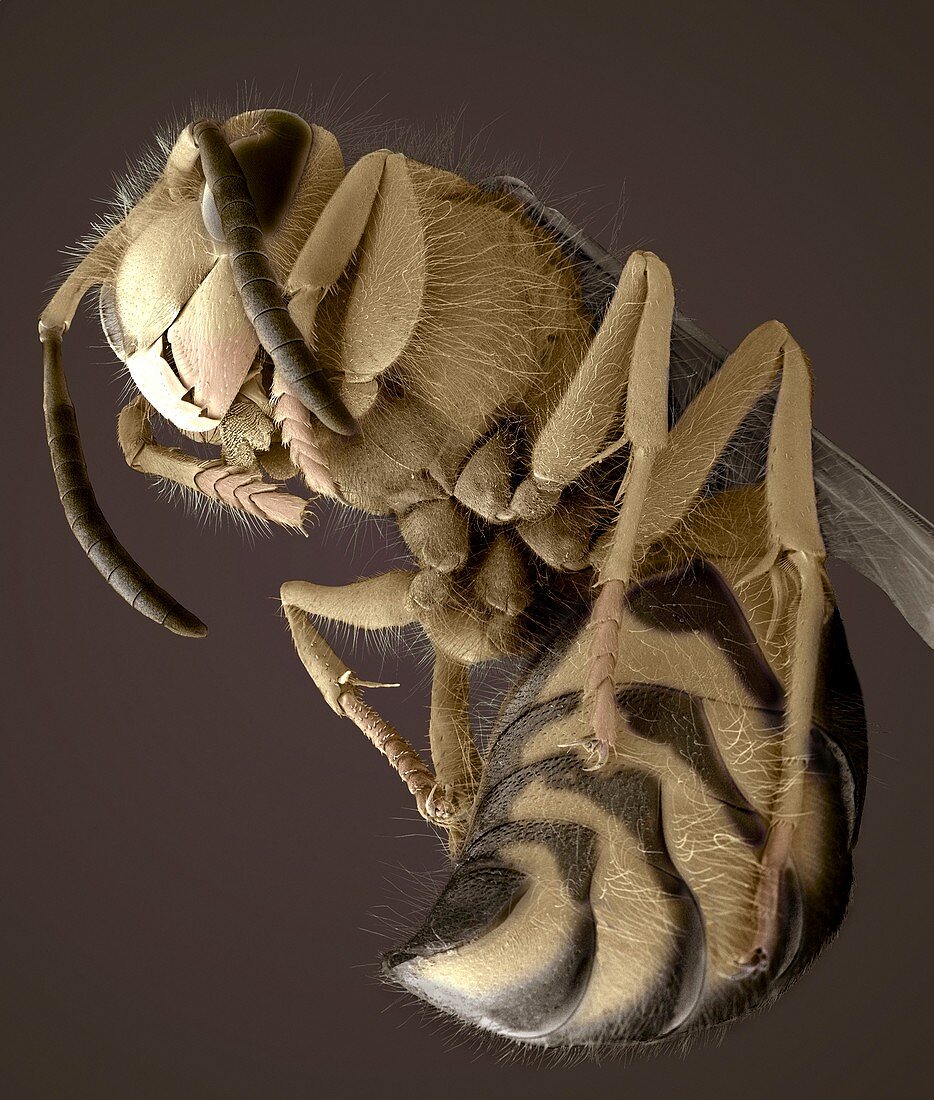 Common wasp,SEM