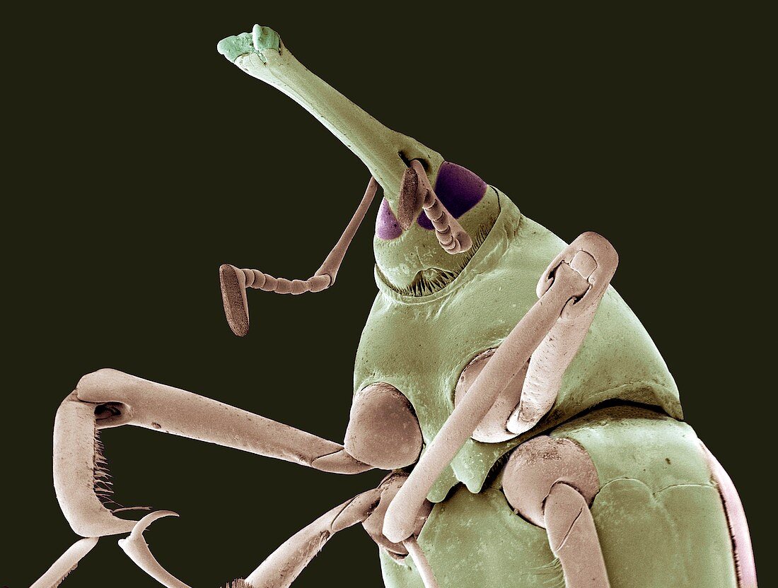 Bamboo shoot weevil,SEM