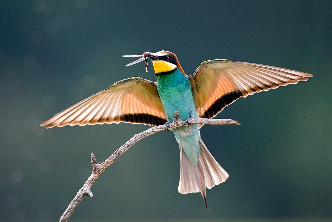 Bee-eater with a dragonfly