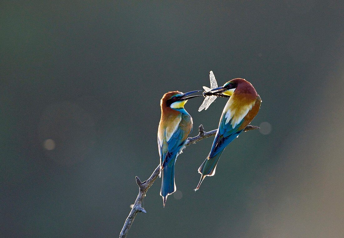 Bee-eater presenting food to its partner