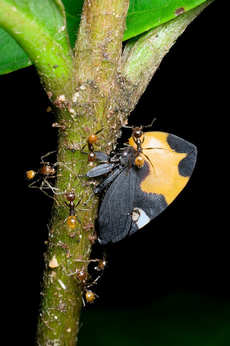 Ants tending a treehopper bug on a plant