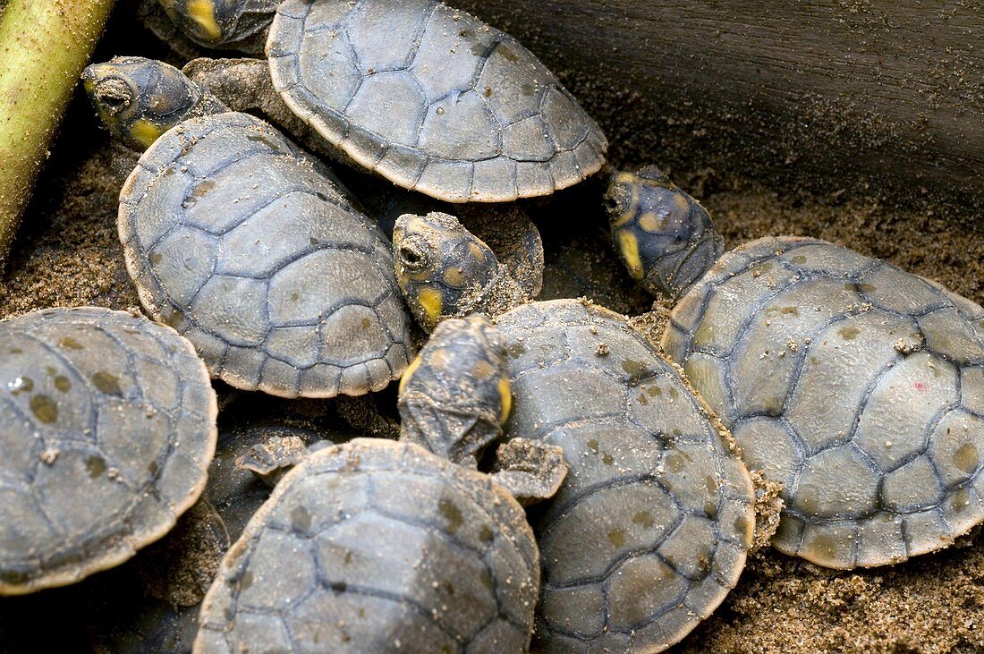 Hatchling yellow-spotted river turtles