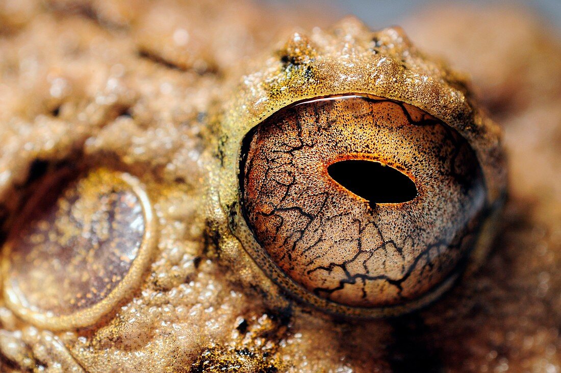 Close-up of common big-headed rain frog