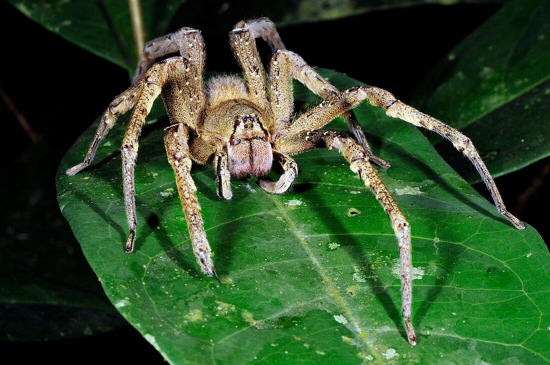 Wandering Spider (Phoneutria nigriventer)