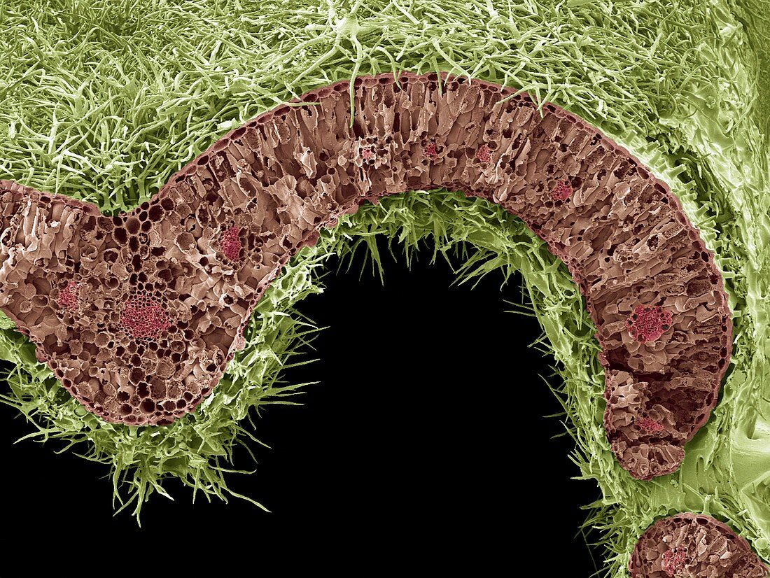Rosemary leaf structure,SEM