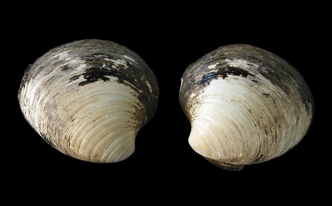 Quahog clam