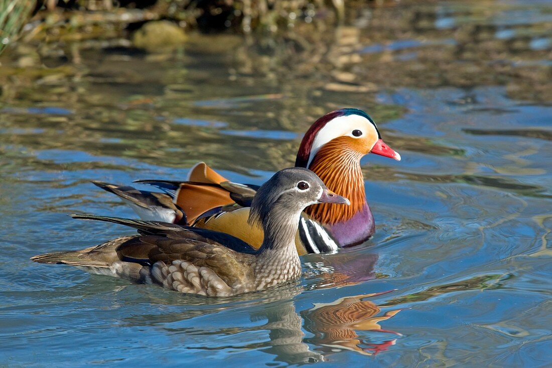 Female and male mandarin ducks