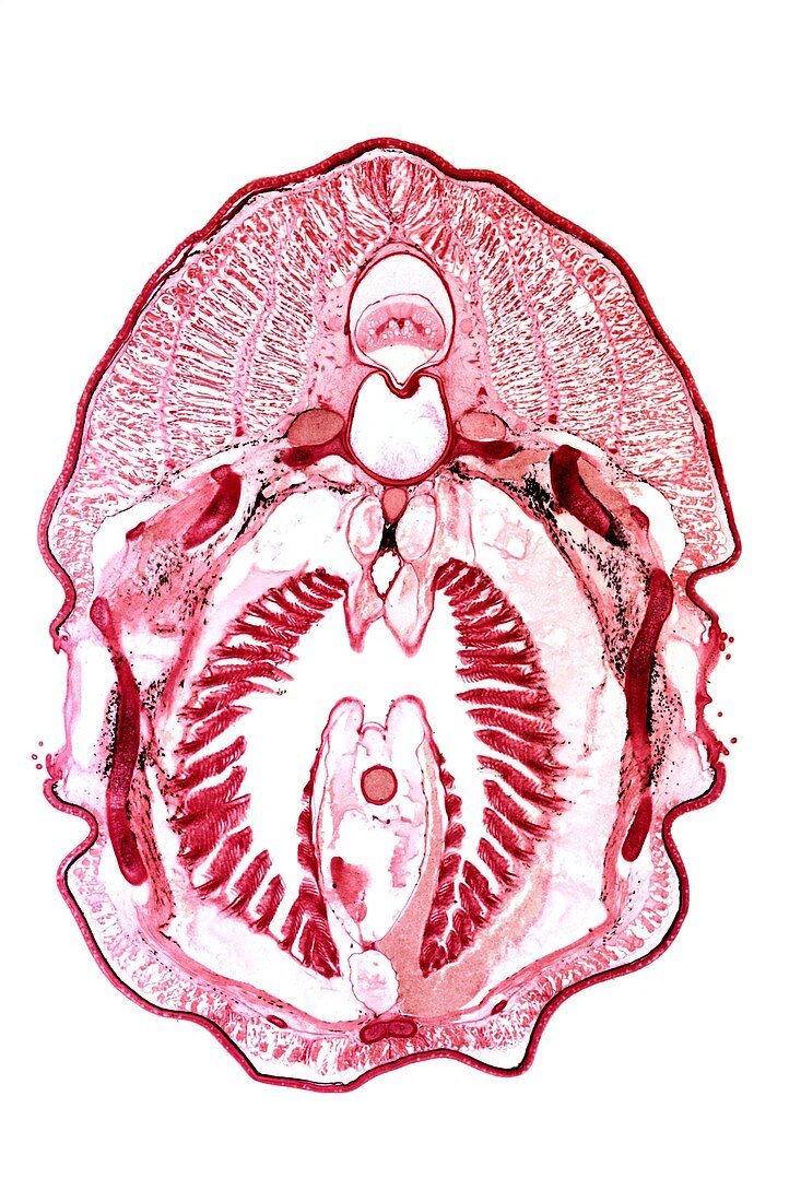 Lamprey gill region,light micrograph