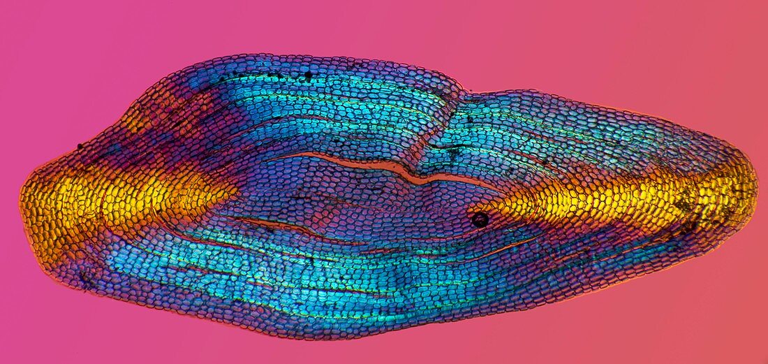 Eel scale,light micrograph