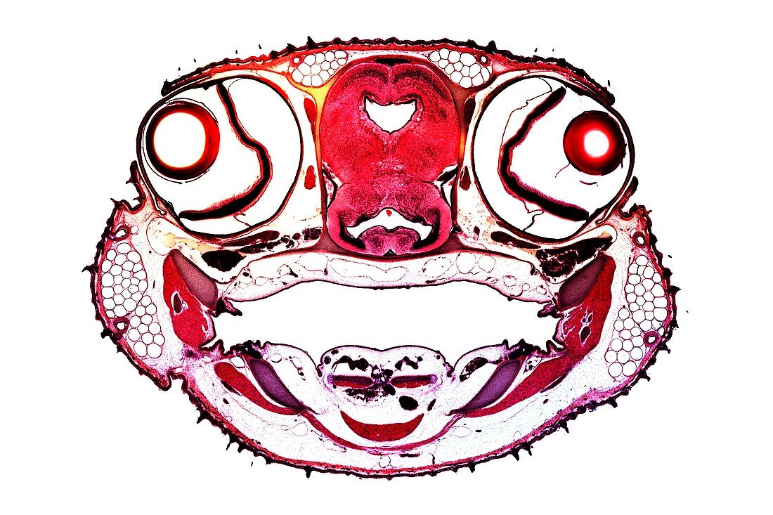 Dogfish head,transverse section