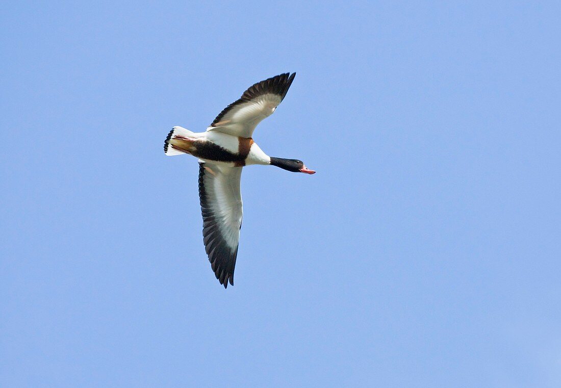 Common shelduck in flight
