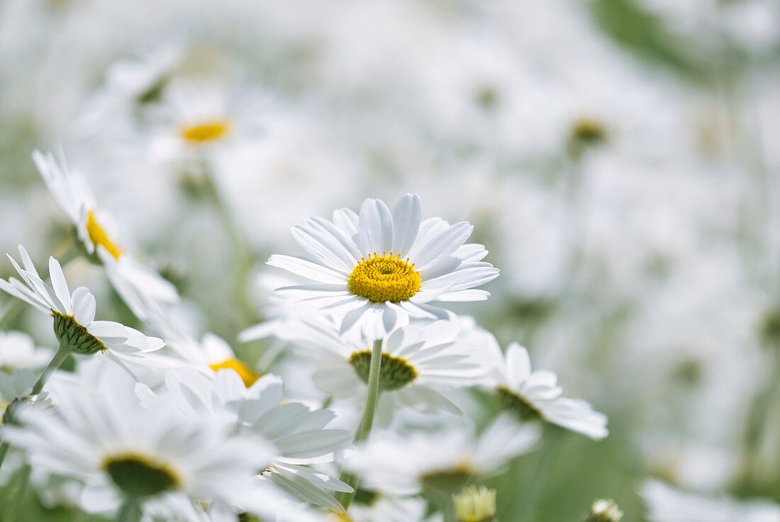 Chamomile (Anthemis punctata cupaniana)