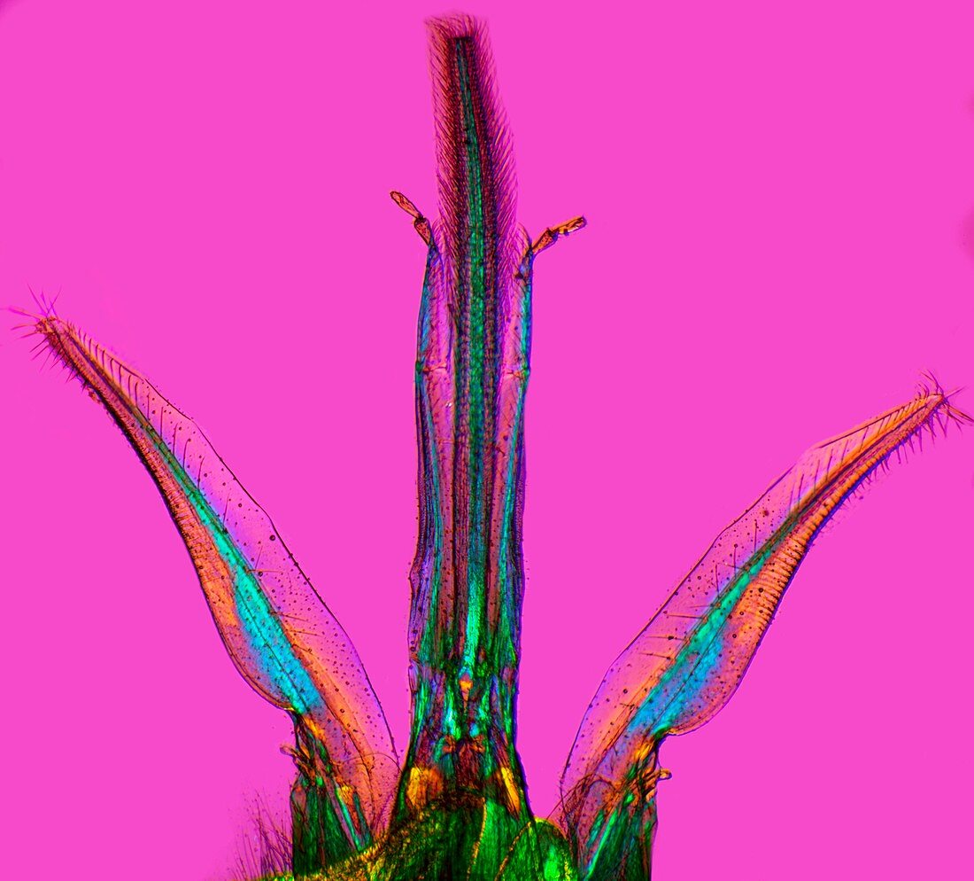 Bee proboscis,light micrograph