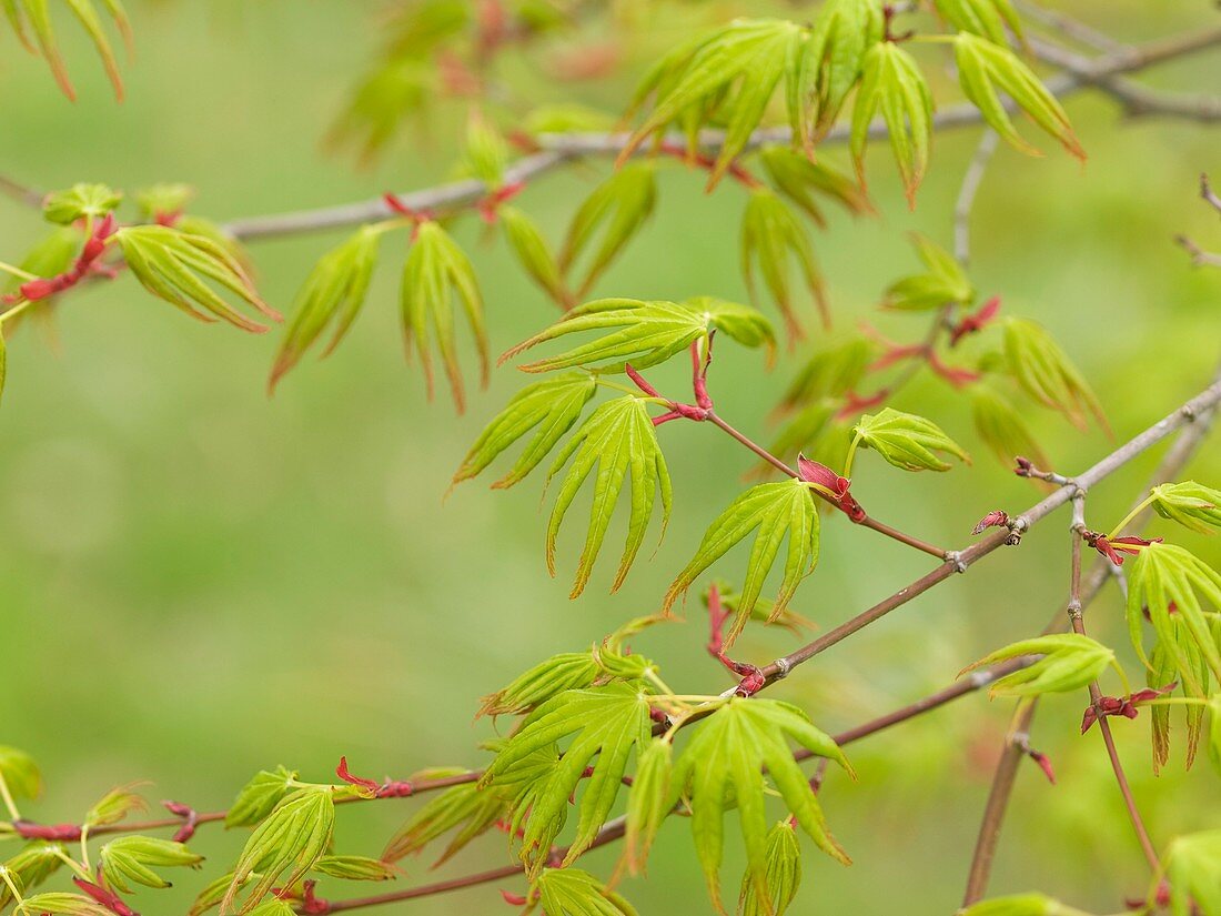 Japanese maple (Acer palmatum)