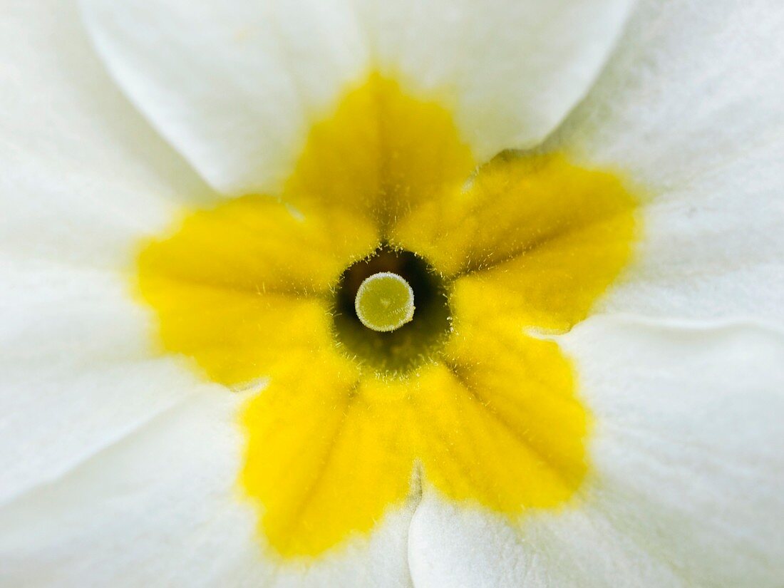 Primrose flower (Primula vulgaris)