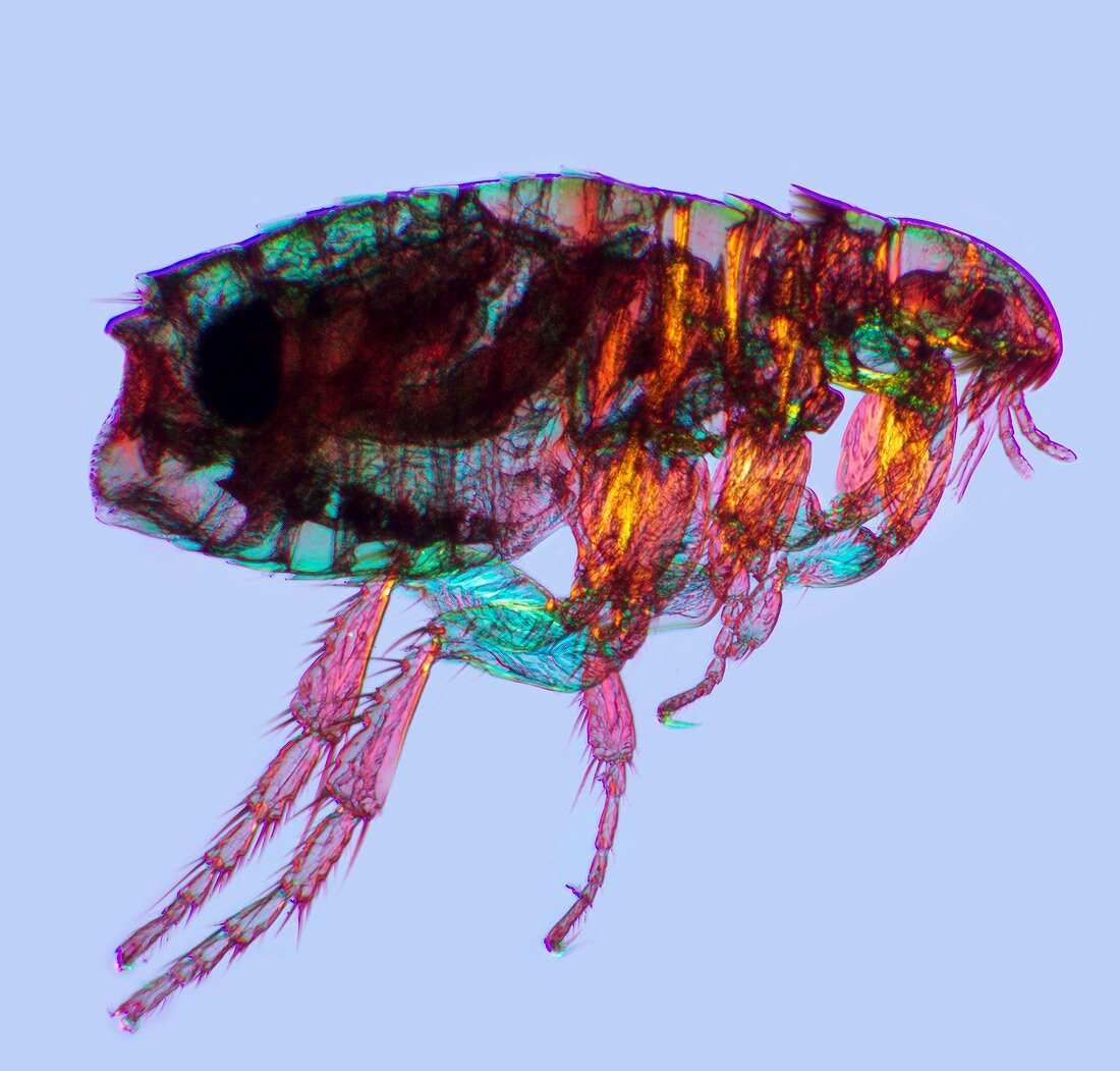 Female flea,light micrograph