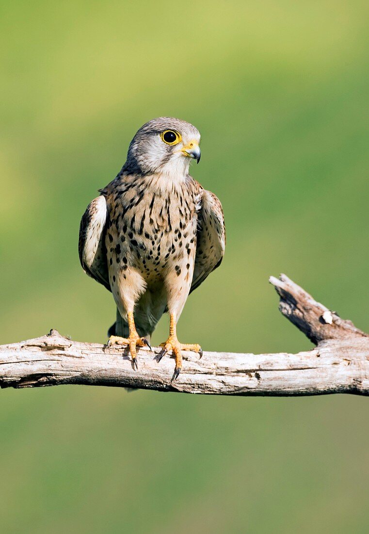 Common kestrel