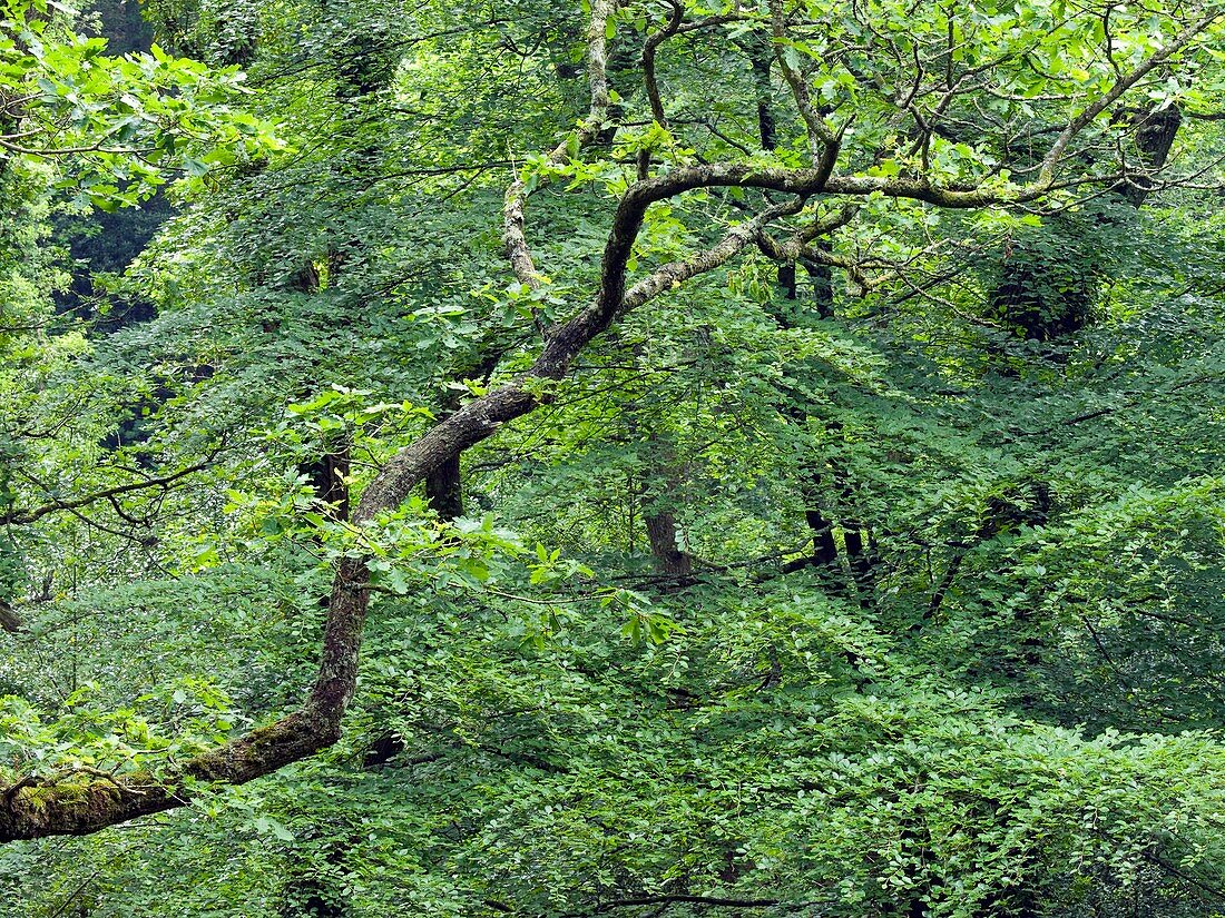 Oak and beech trees,Dartmoor,UK
