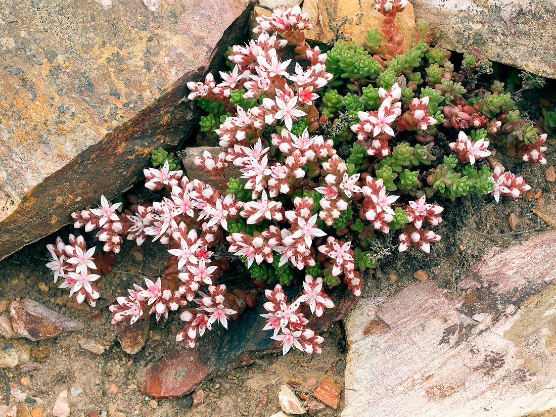 Sedum anglicum