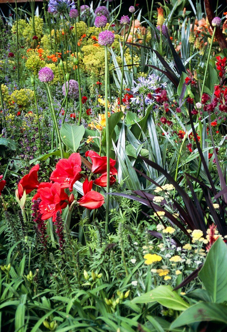 Mixed herbaceous flower bed