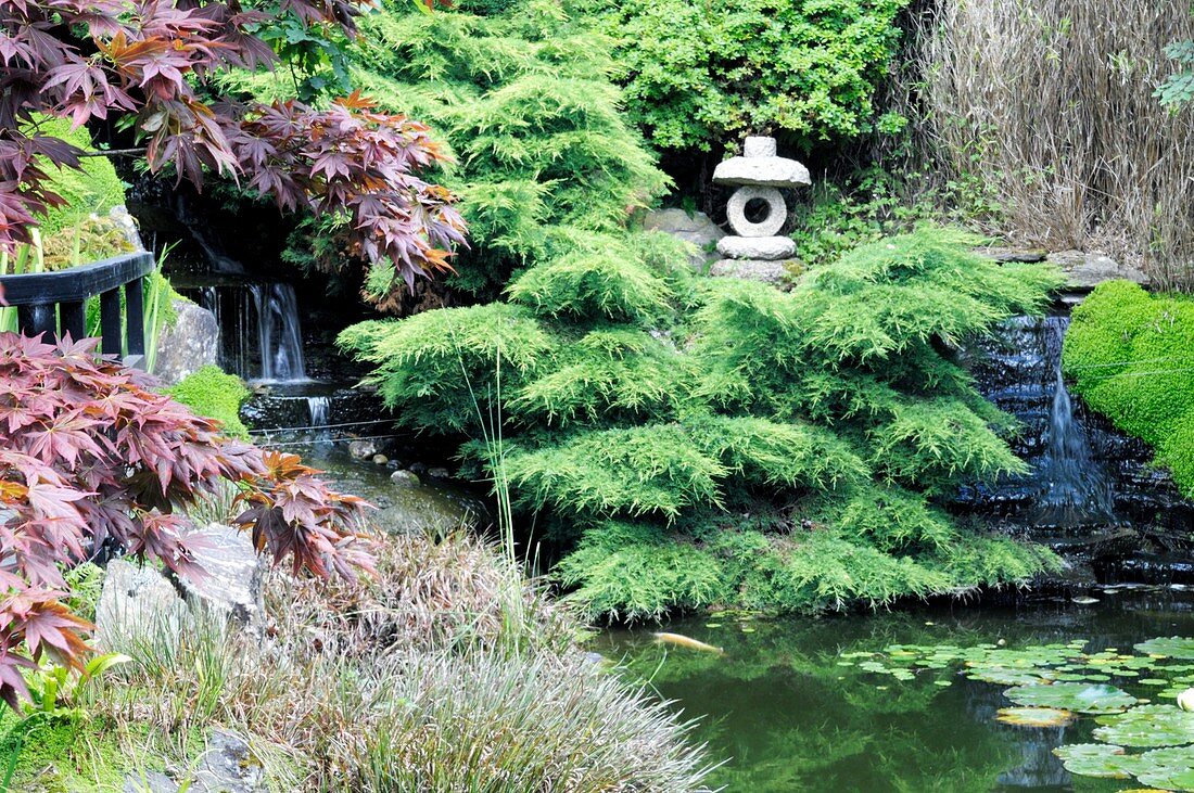 Japanese garden,Cornwall