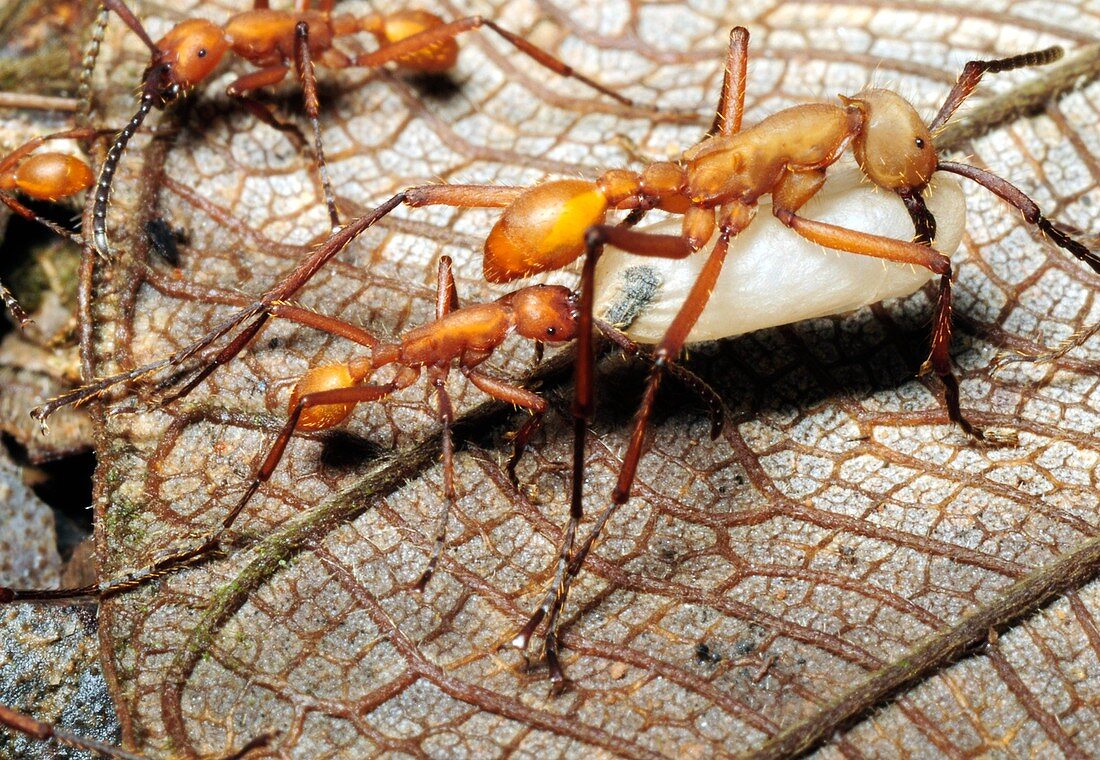 Ants carrying a pupa