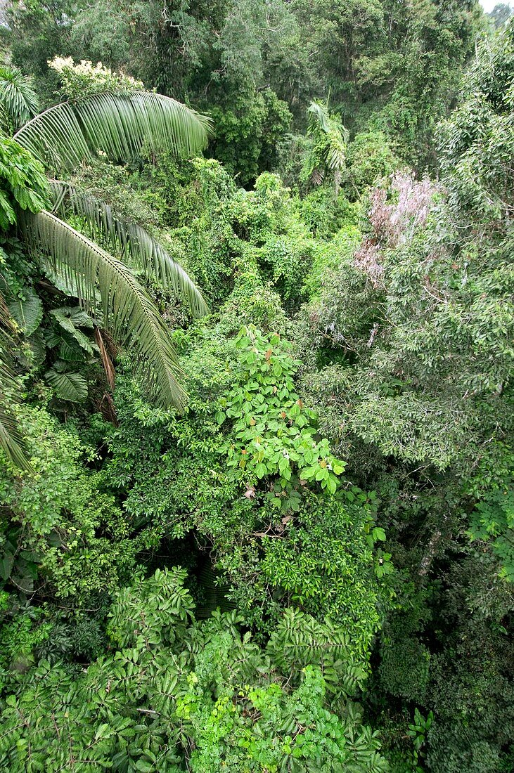 Tropical rainforest canopy