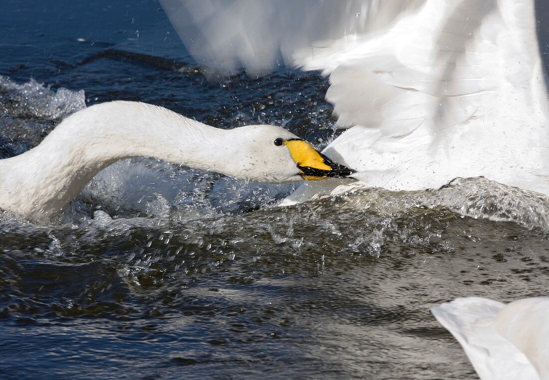 Whooper swan attacking others