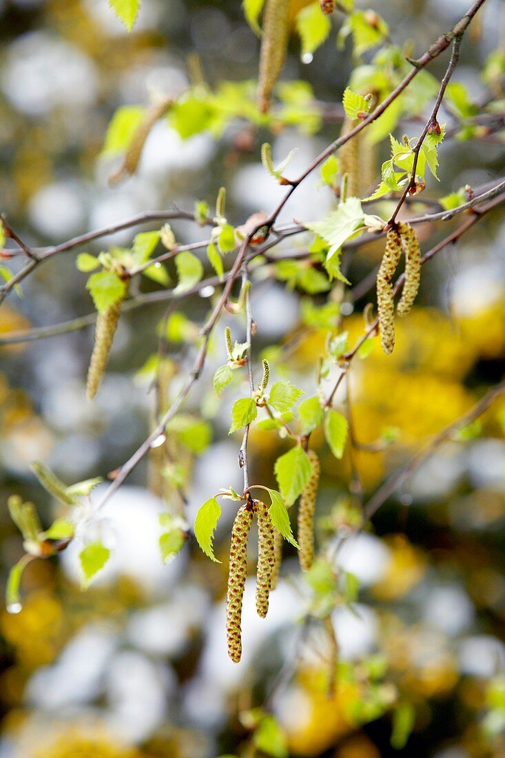 Silver birch catkins (Betula pendula)