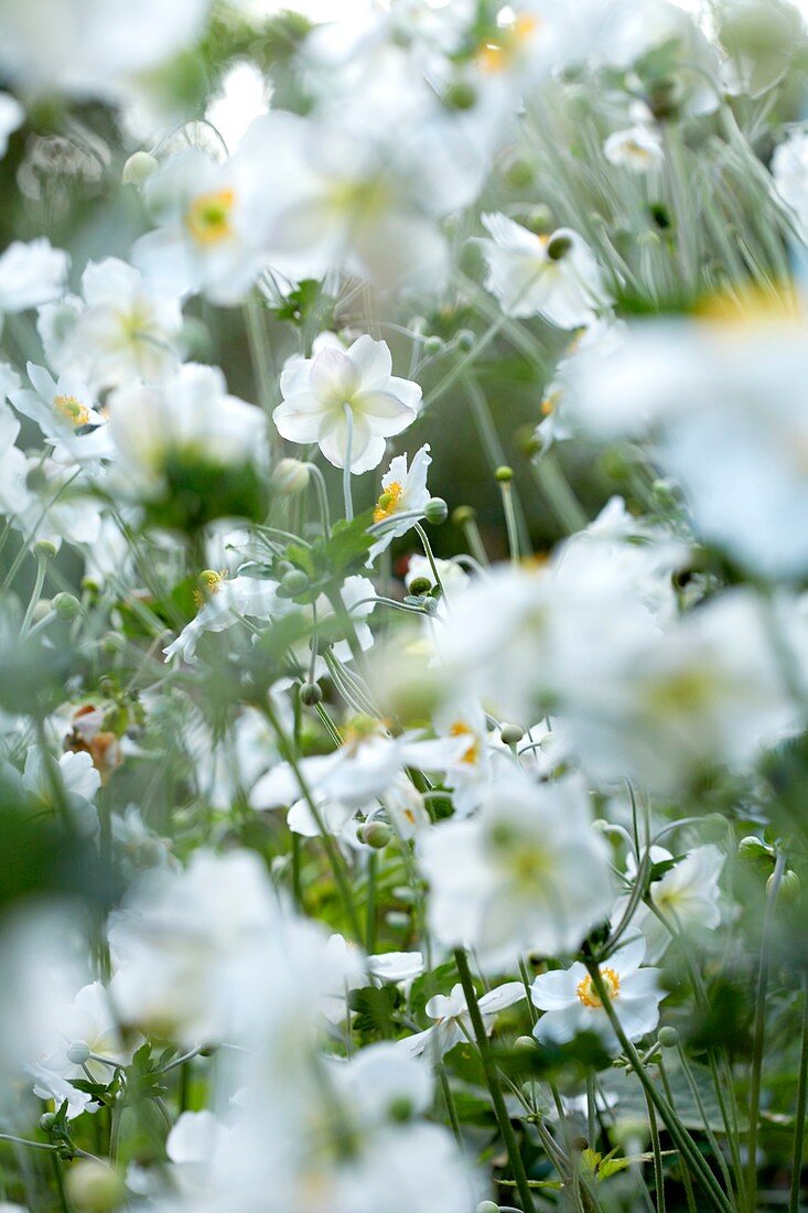 Japanese windflowers (Anemone sp.)