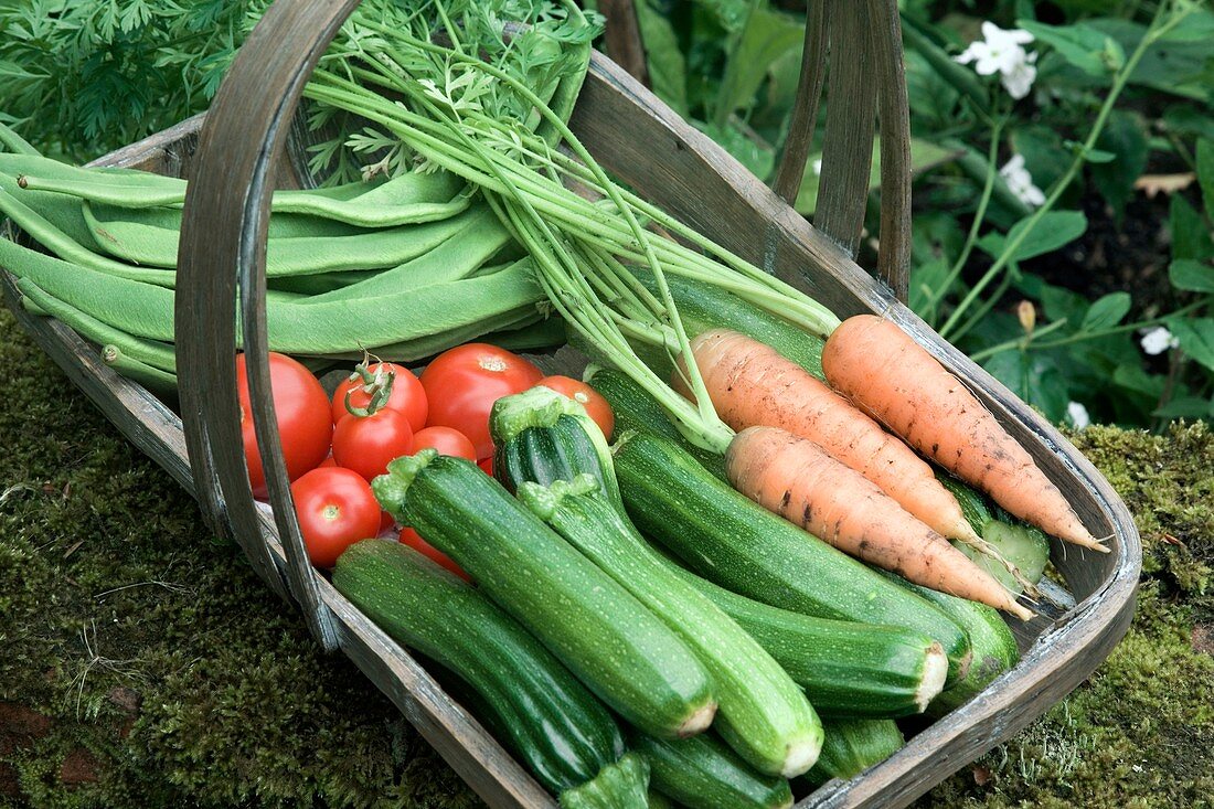 Home-grown organic vegetables