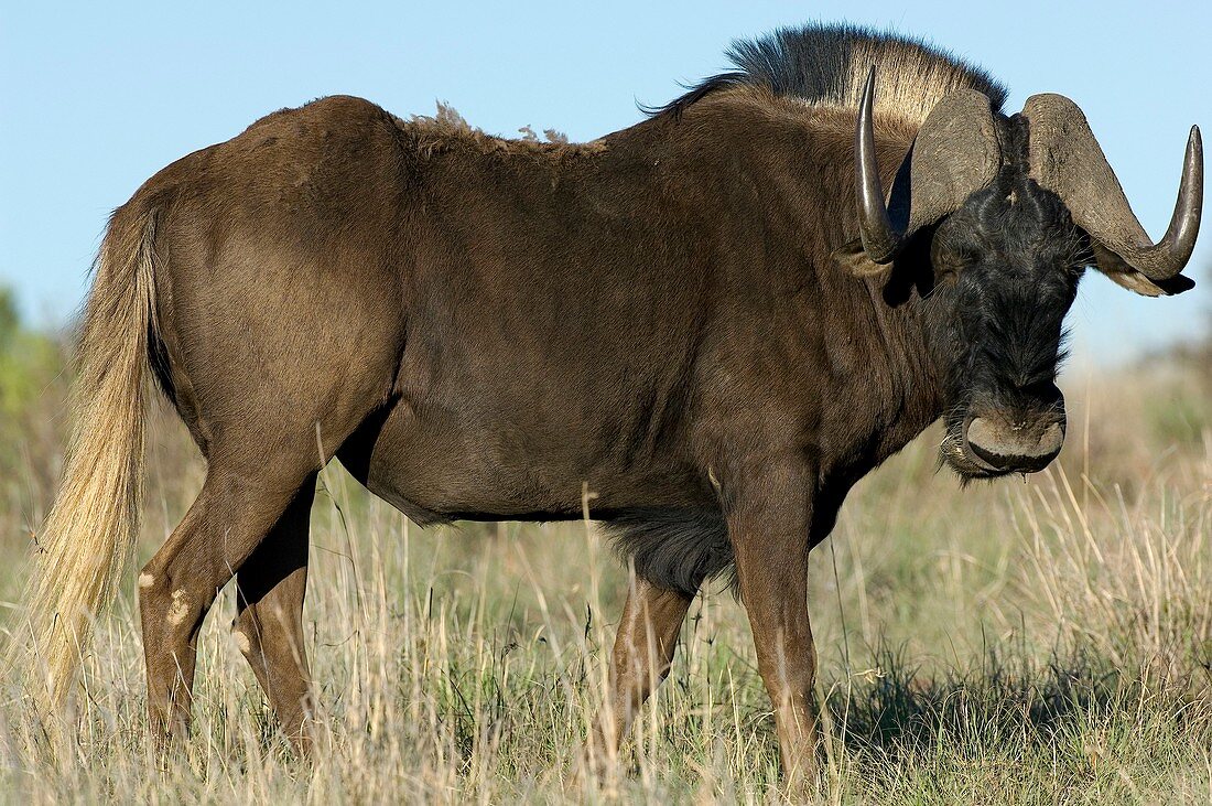 Black wildebeest