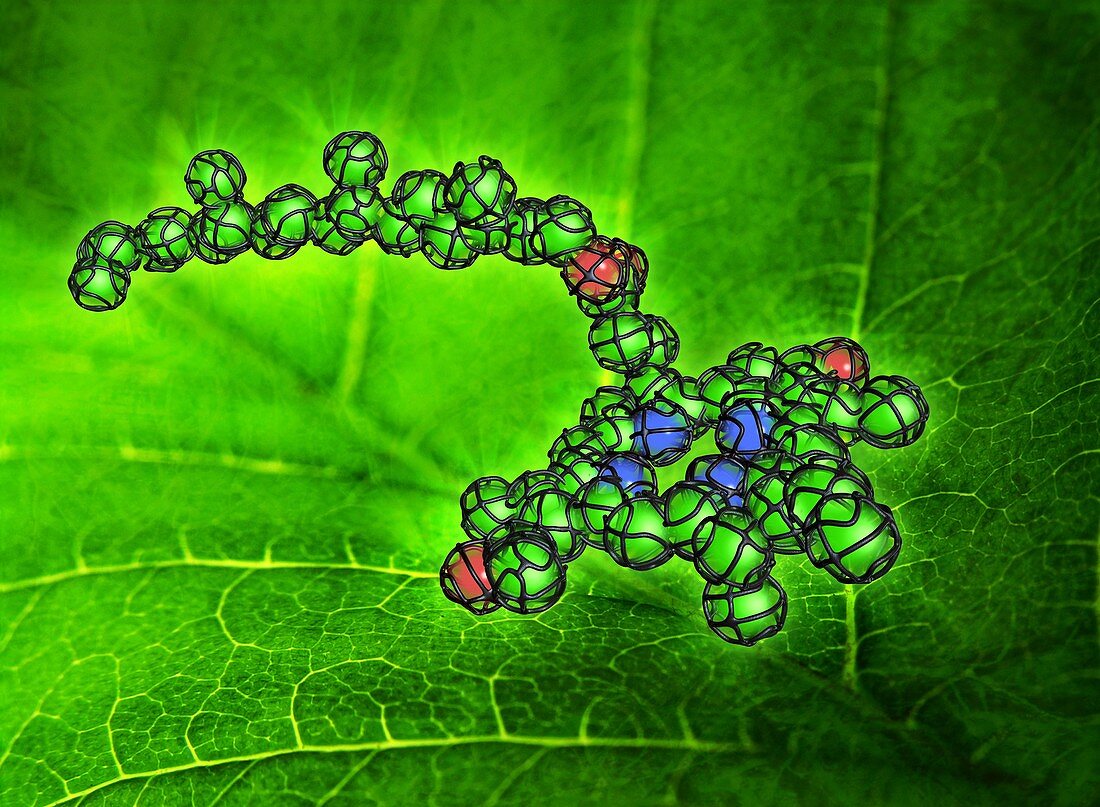 Chlorophyll molecule,artwork