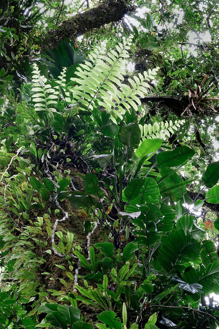 Epiphytic plants in a rainforest canopy