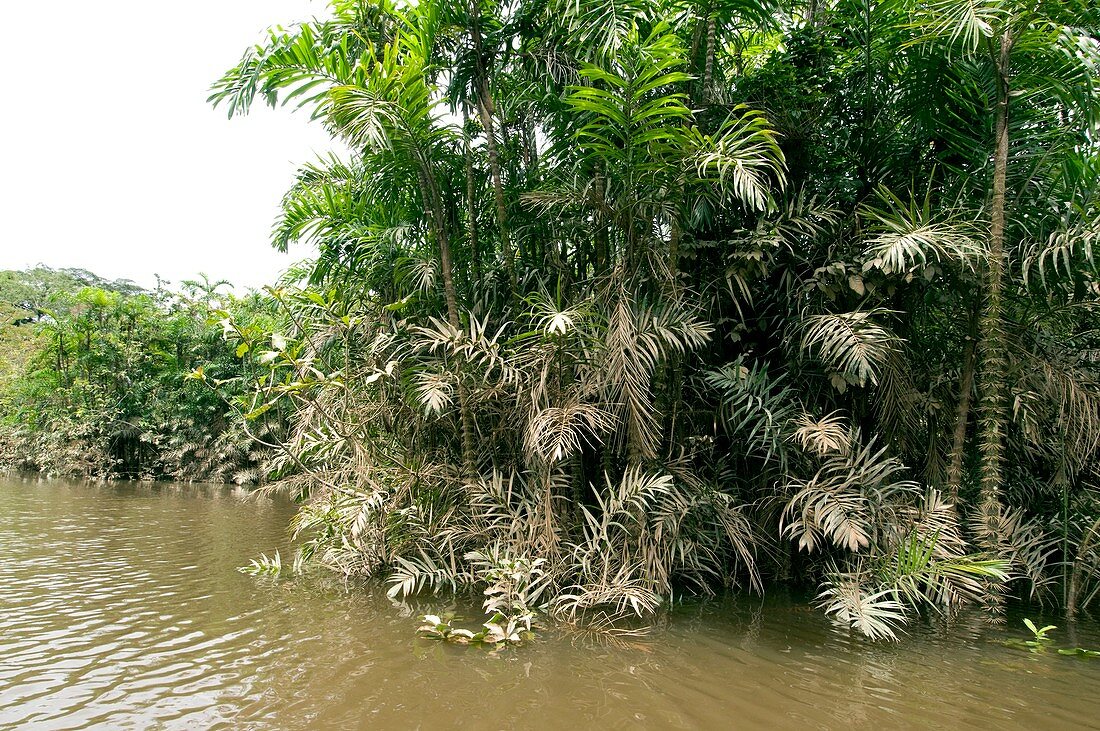 Moriche palms (Mauritia flexuosa)