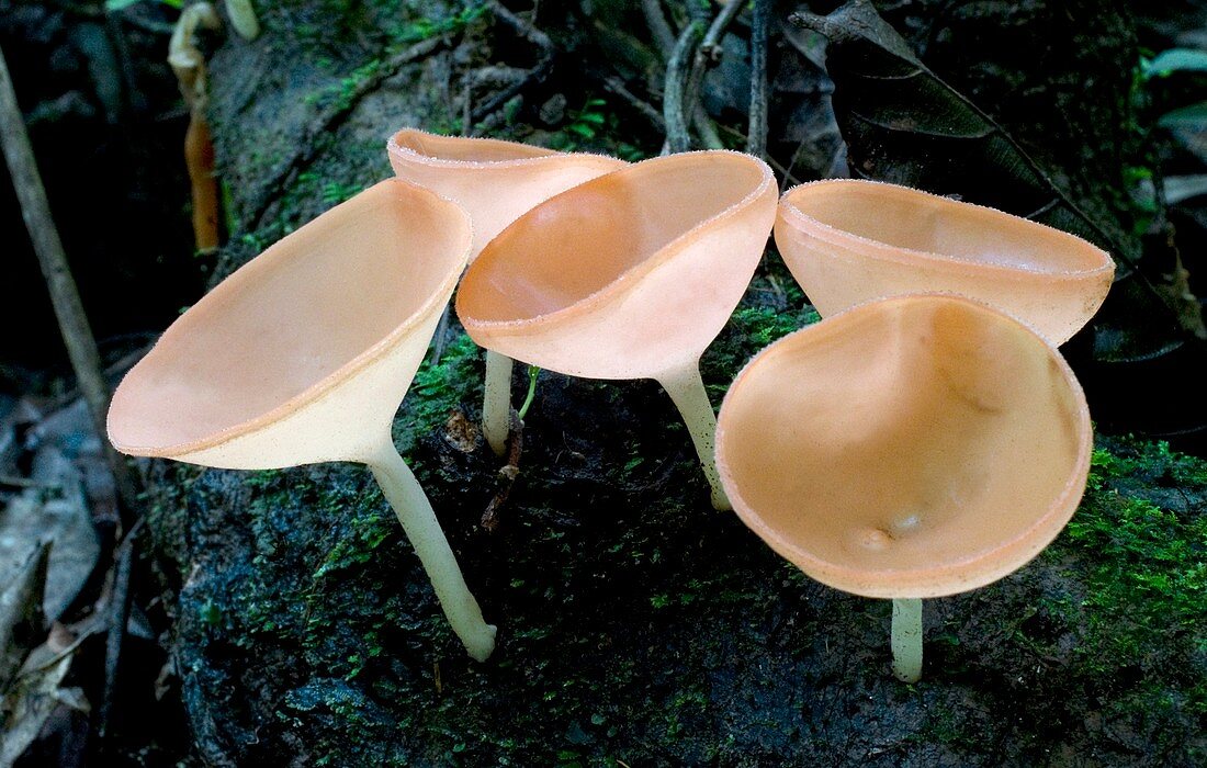 Goblet fungi