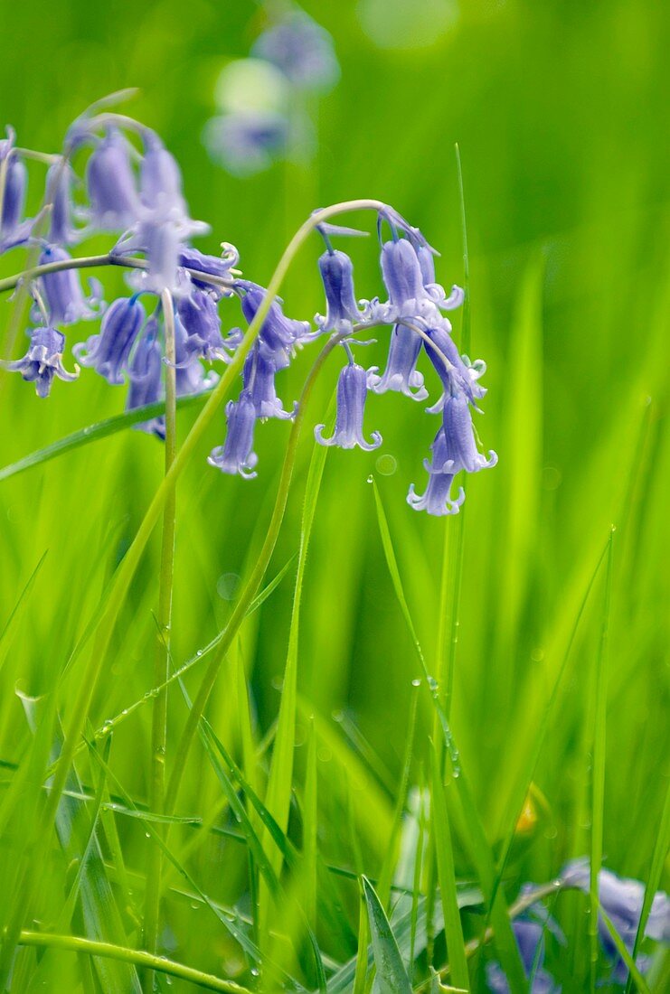 Bluebells (Hyacinthoides sp.)